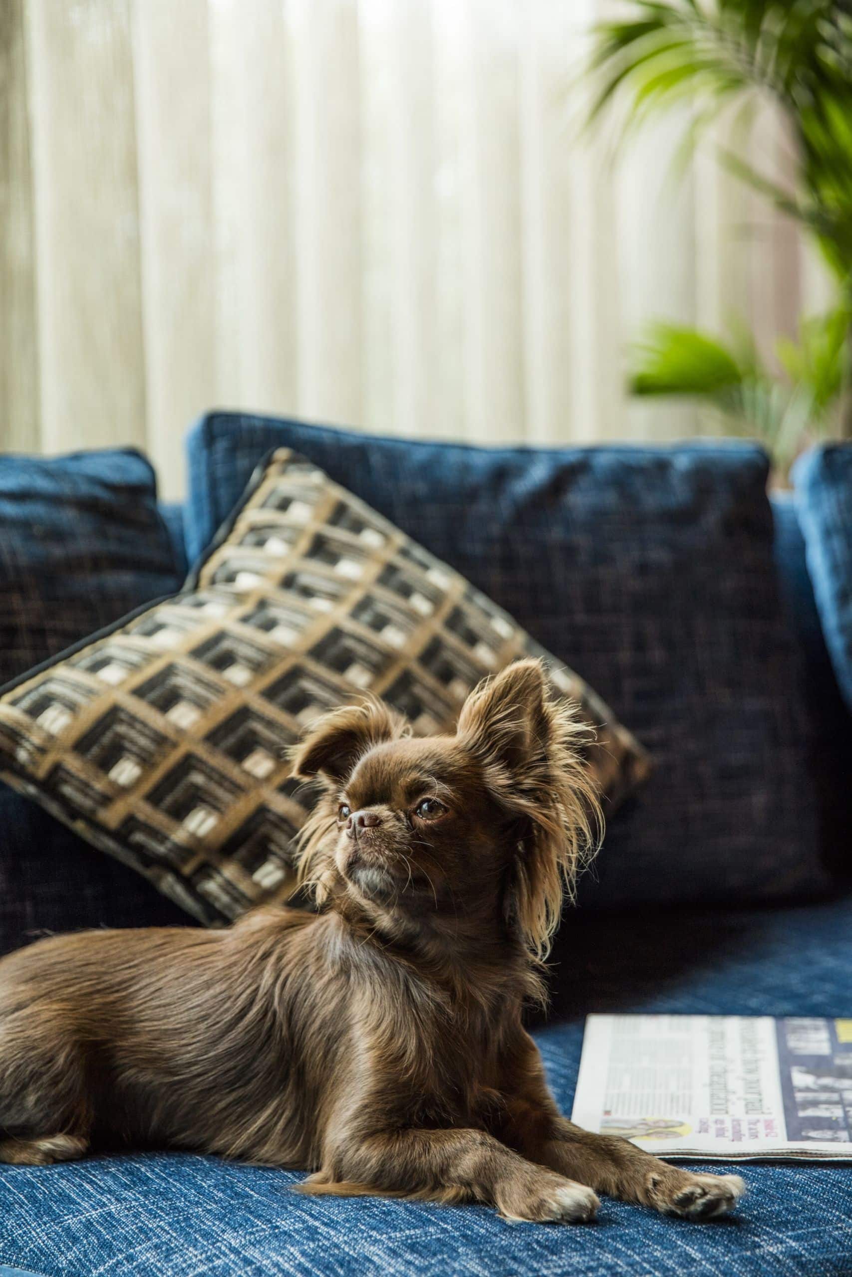 chewy sat on sofa with a newspaper